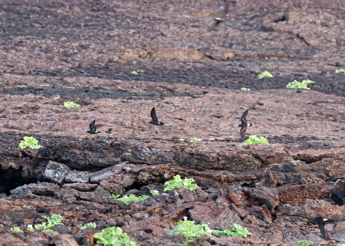 Wedge-rumped Storm-Petrel - Noreen Baker