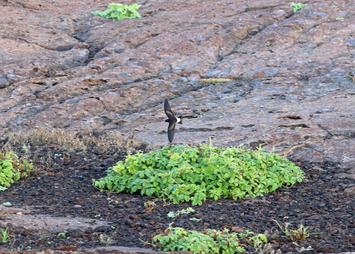 Wedge-rumped Storm-Petrel - ML602036971