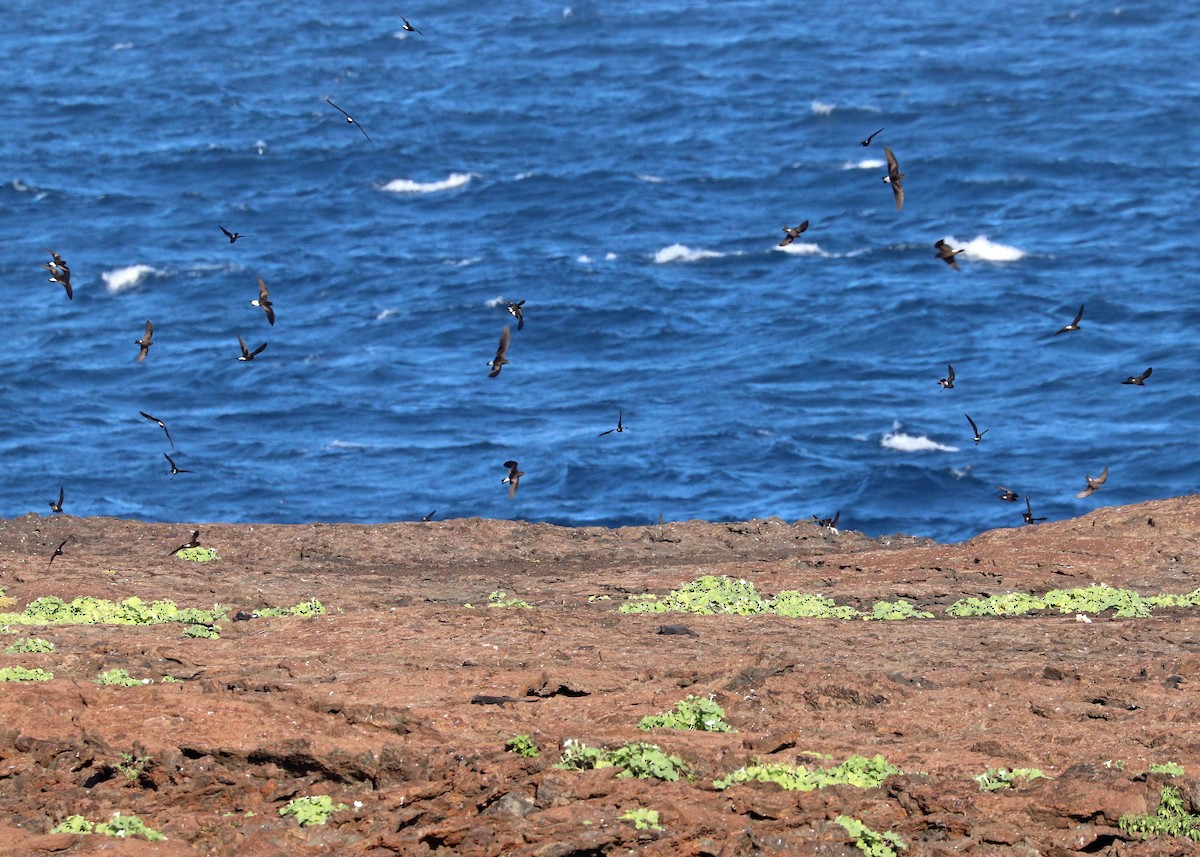 Wedge-rumped Storm-Petrel - ML602036981