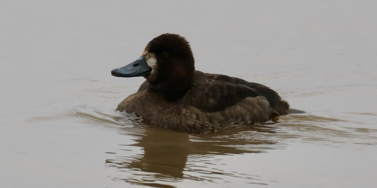 Lesser Scaup - ML602037101