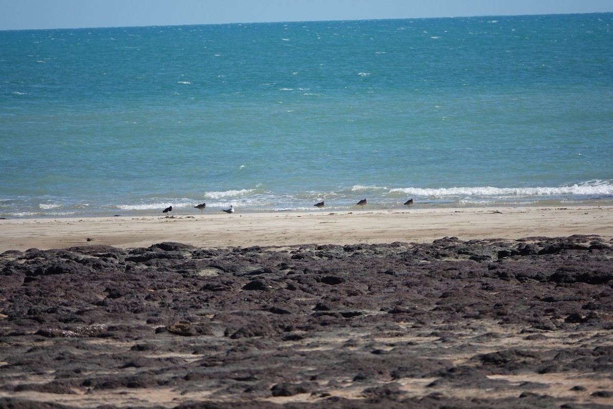 Lesser Crested Tern - ML602037271