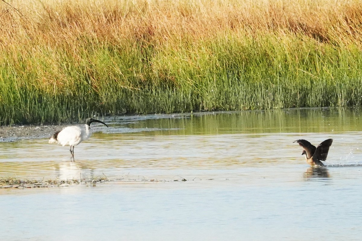 Australian Ibis - ML602037691