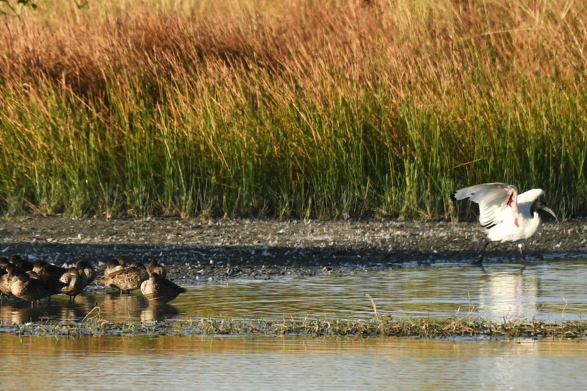 Australian Ibis - ML602037751
