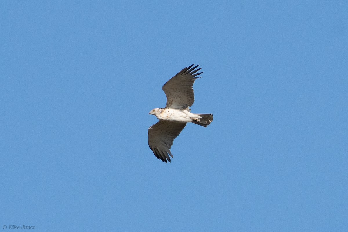 Short-toed Snake-Eagle - ML602038011