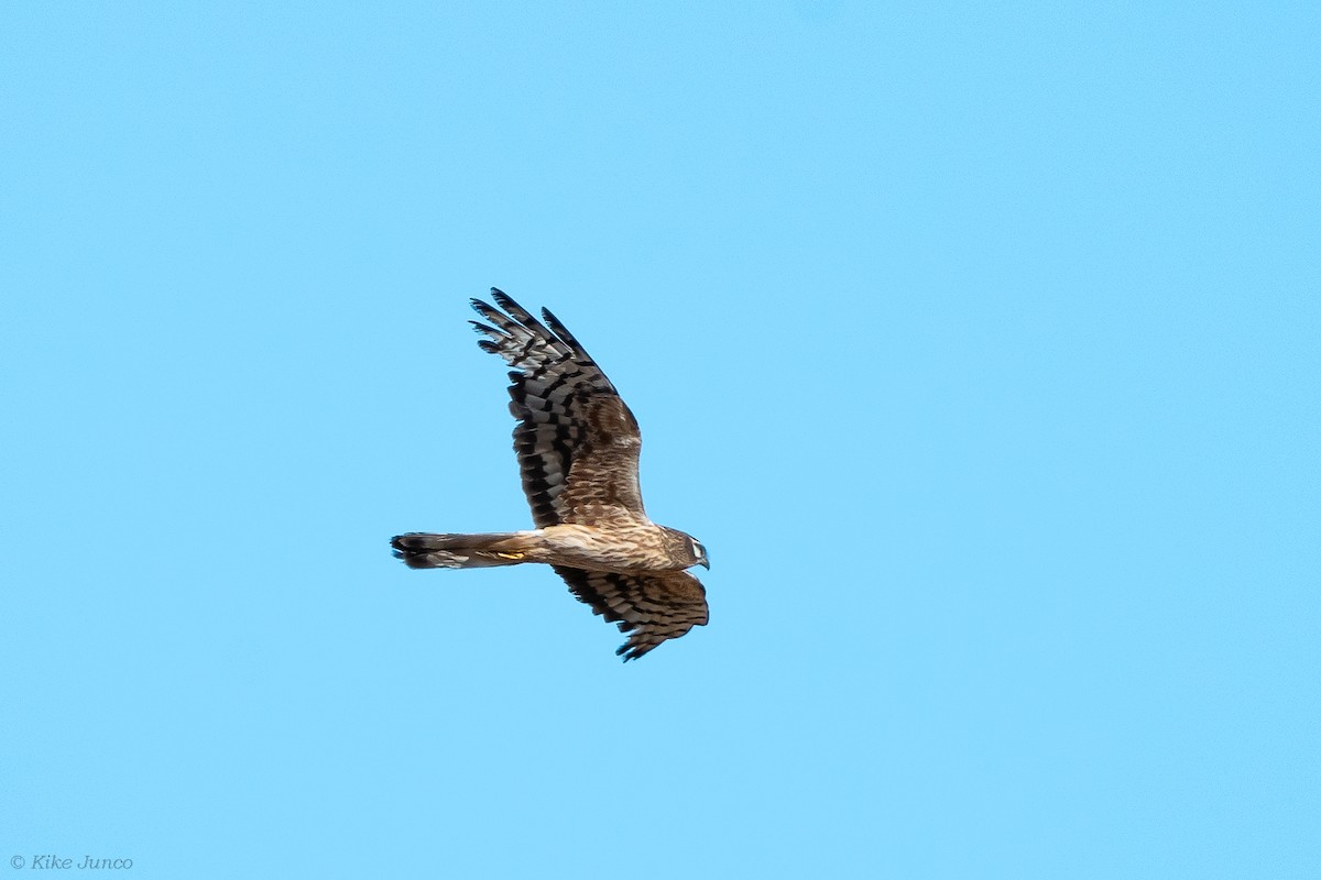 Montagu's Harrier - ML602038071