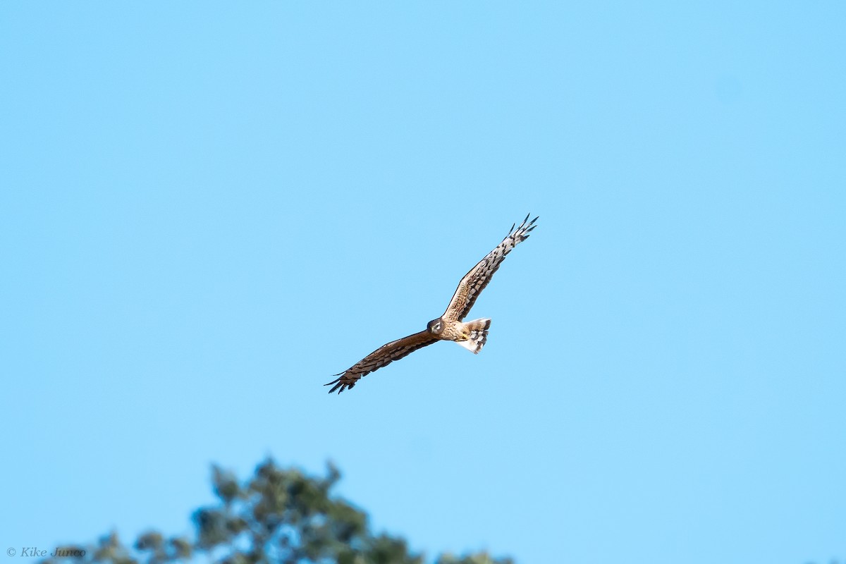 Montagu's Harrier - ML602038081