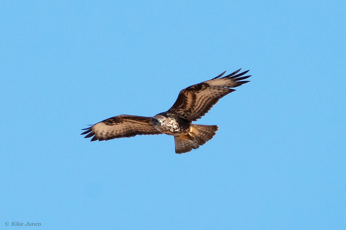 Common Buzzard - ML602038141