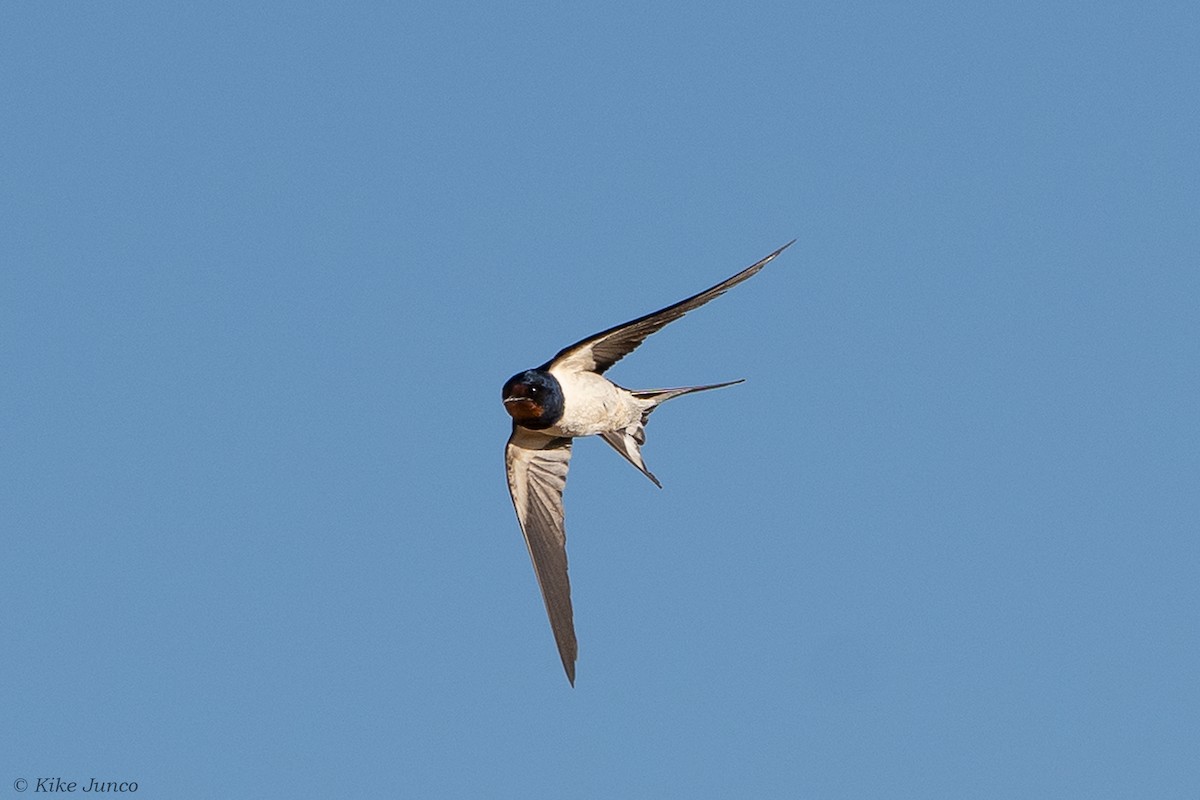 Barn Swallow - ML602038191