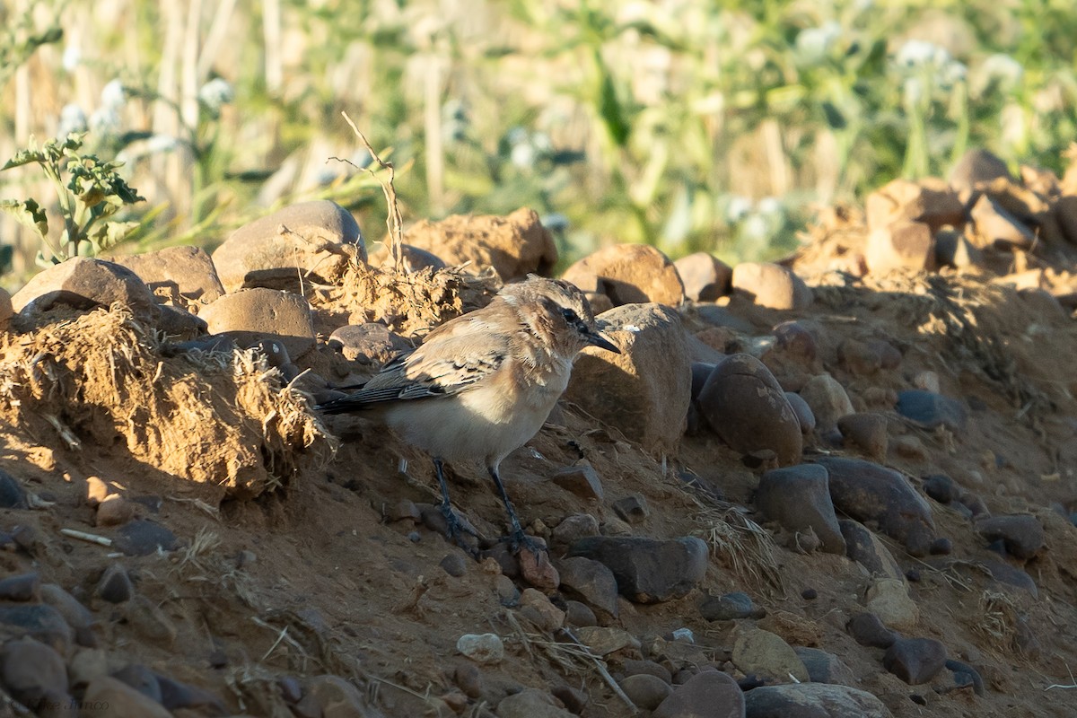 Northern Wheatear - ML602038251