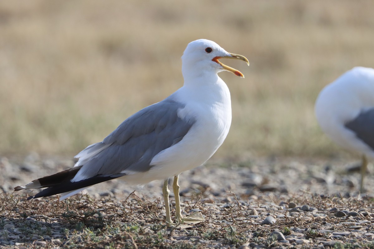 Gaviota Californiana - ML602039411