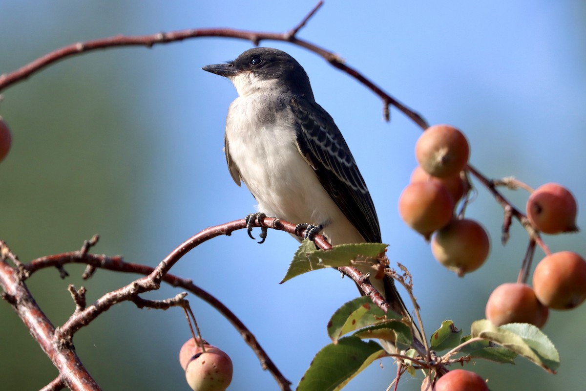 Eastern Kingbird - ML602039431