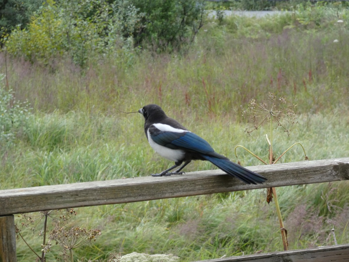 Black-billed Magpie - ML602040111