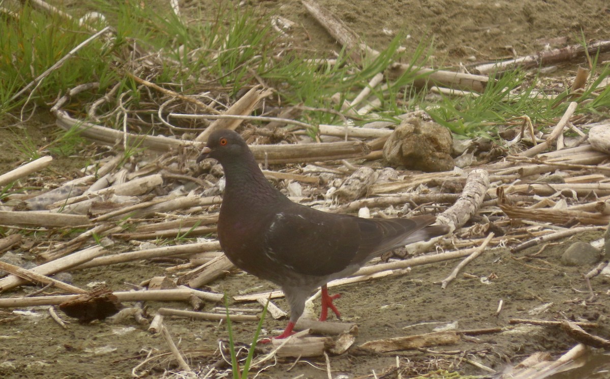 Pigeon biset (forme domestique) - ML602040951