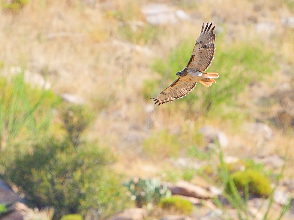 Red-tailed Hawk - ML602041981