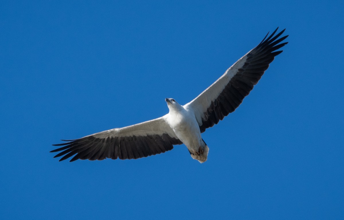 White-bellied Sea-Eagle - Roy Burgess