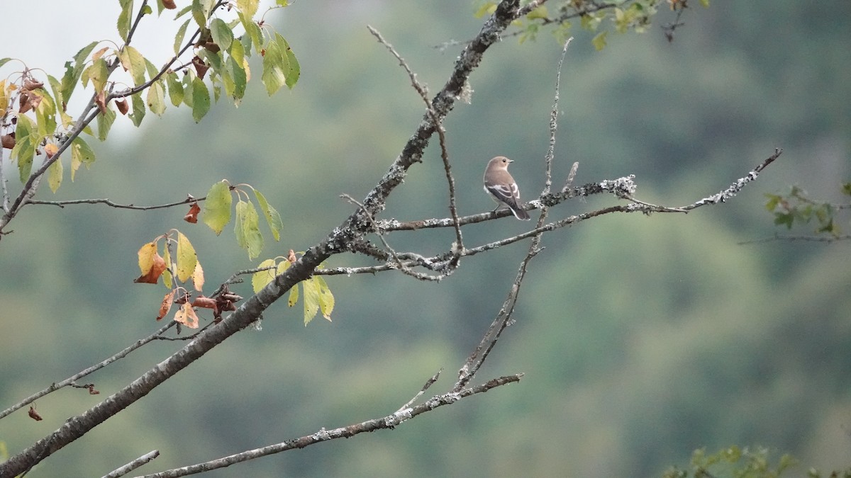 European Pied Flycatcher - ML602043201