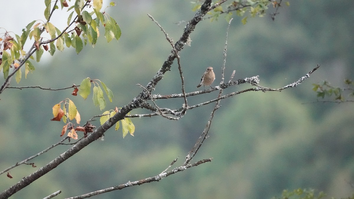 European Pied Flycatcher - ML602043211