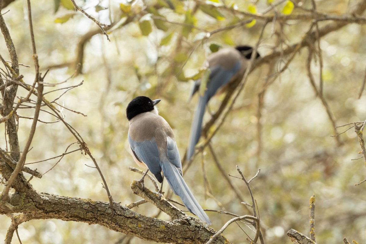 Iberian Magpie - ML602043331