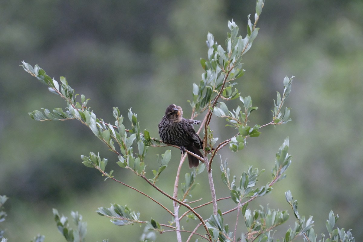 Red-winged Blackbird - Anonymous