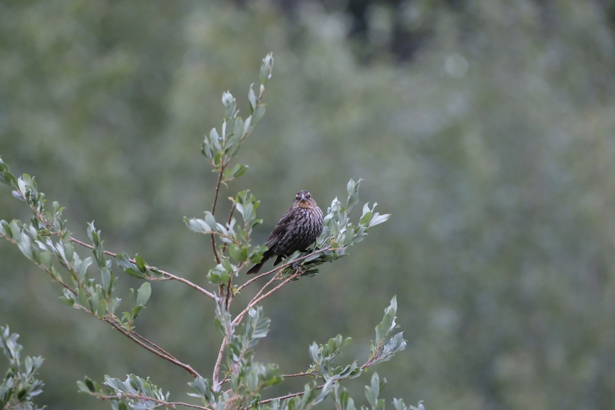 Red-winged Blackbird - ML602043361