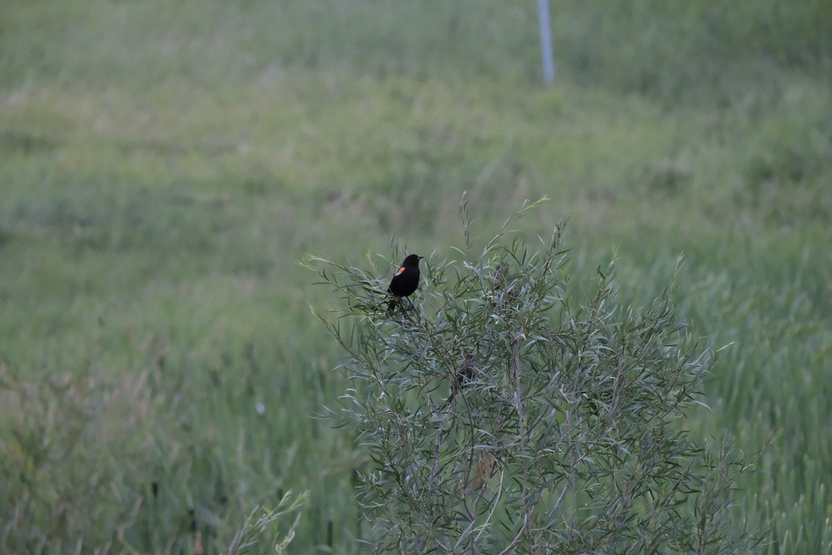 Red-winged Blackbird - ML602043411