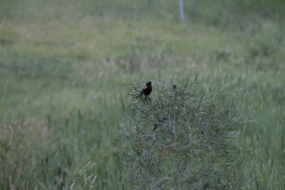 Red-winged Blackbird - ML602043431