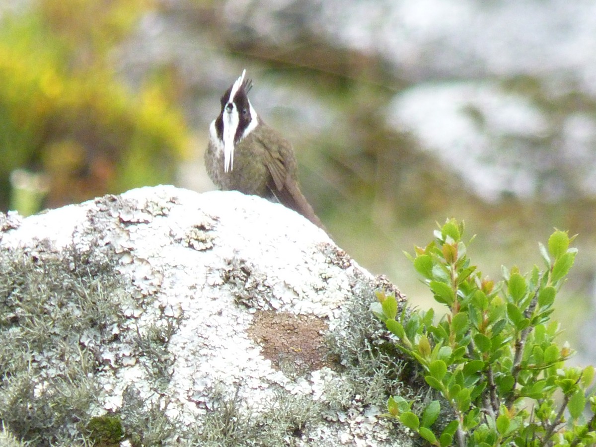 White-bearded Helmetcrest - ML602044351