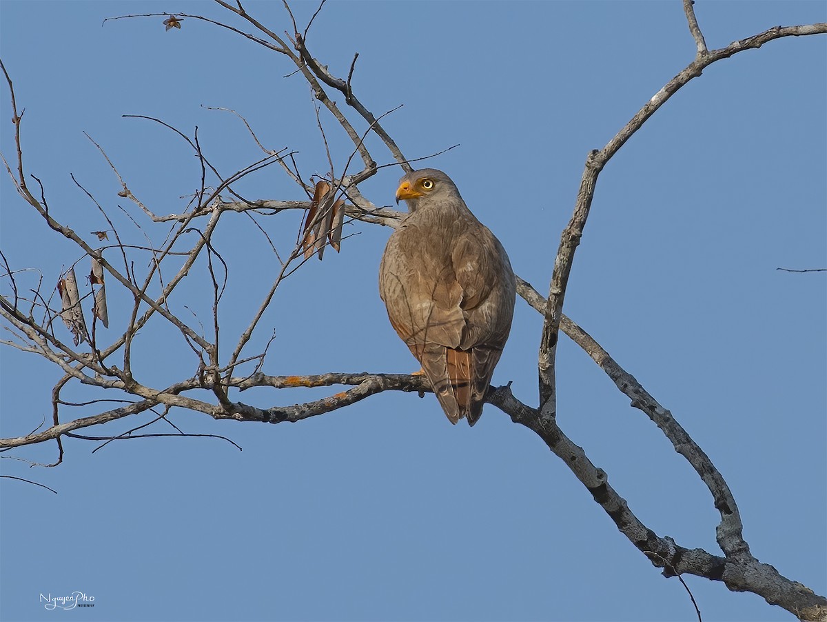 Rufous-winged Buzzard - Nguyen Pho