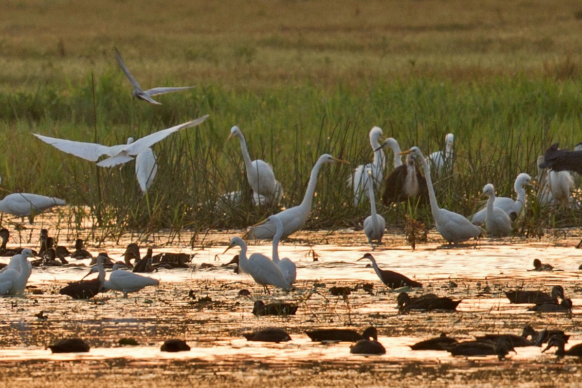 Garza Cuelliblanca - ML602044671