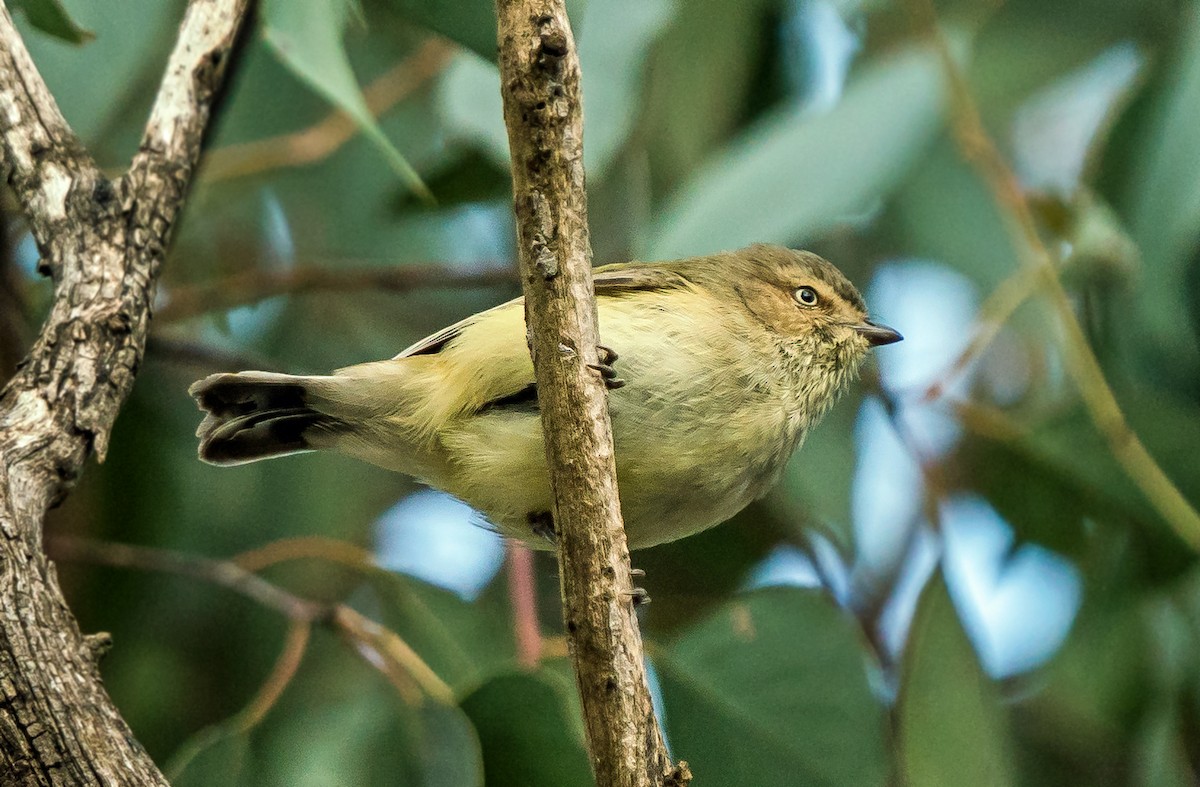 Weebill - ML602045131