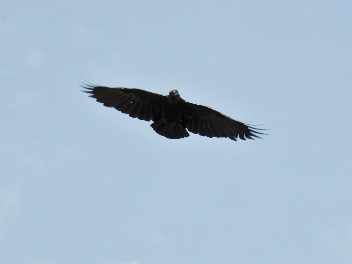 Fan-tailed Raven - ML60204611