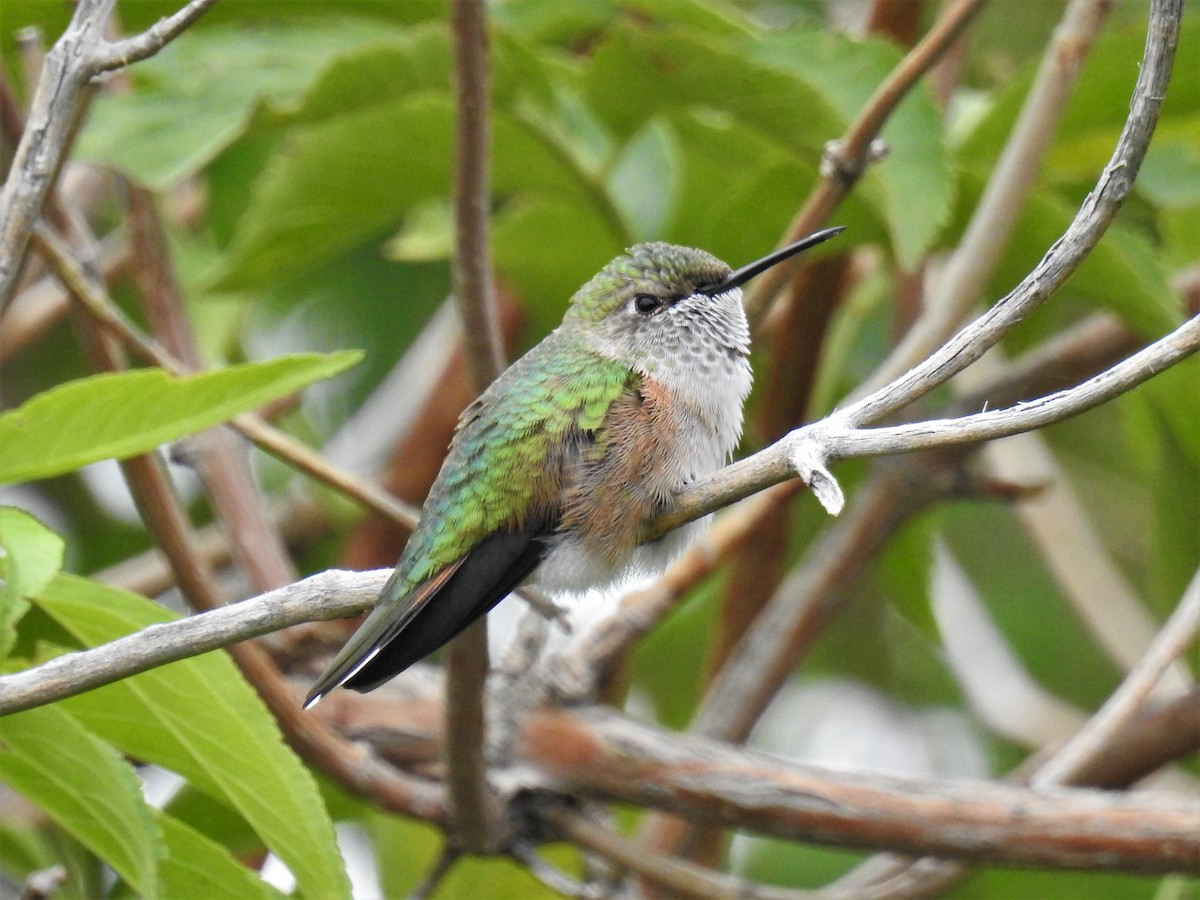 Broad-tailed Hummingbird - ML602047271
