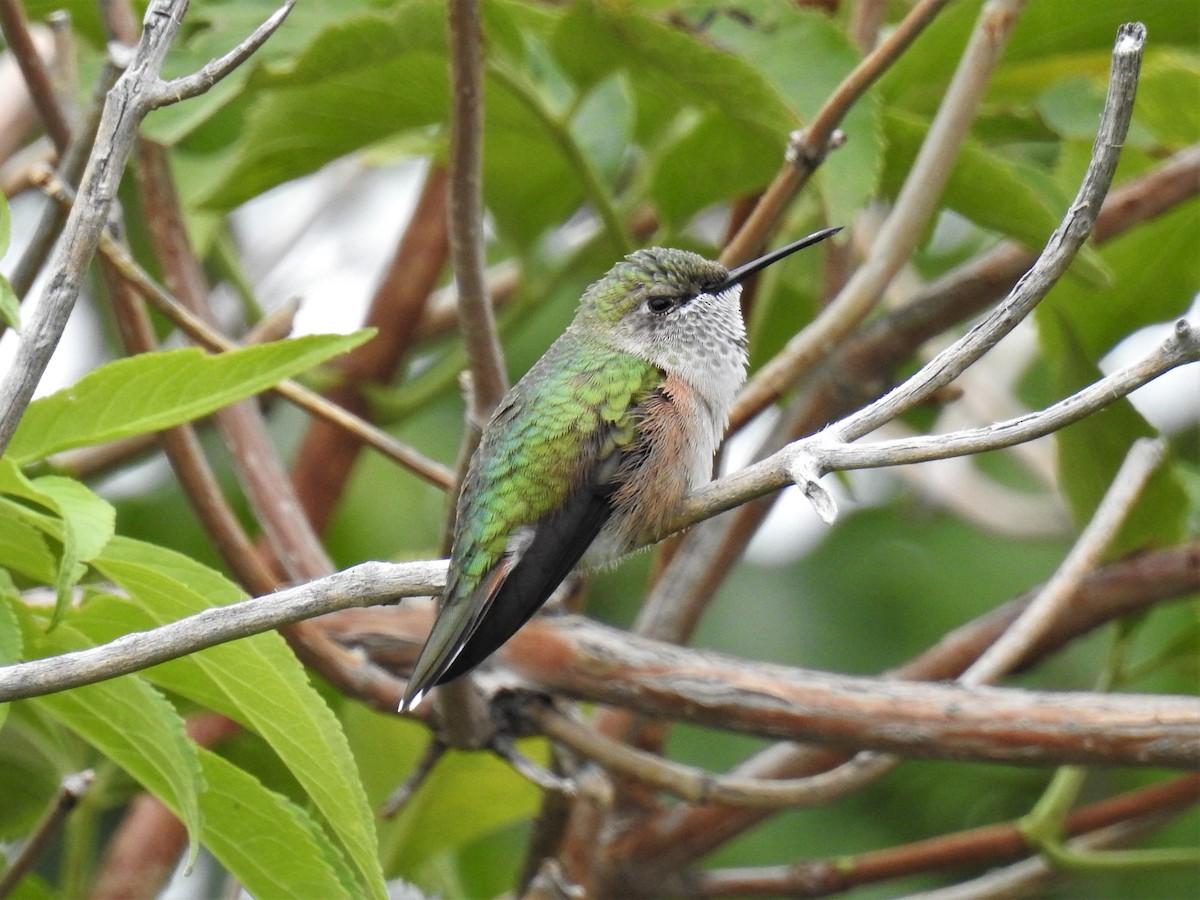 Broad-tailed Hummingbird - ML602047351