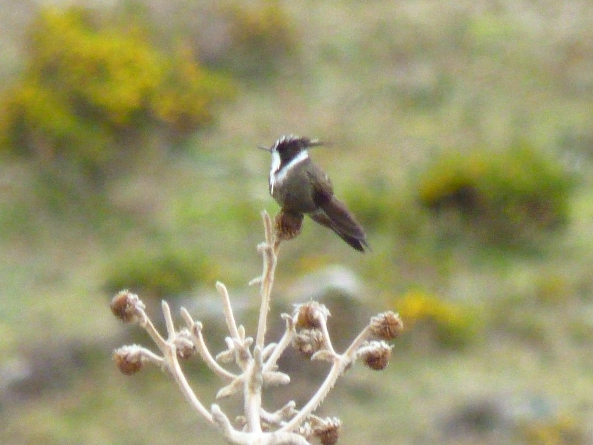 White-bearded Helmetcrest - ML602048221