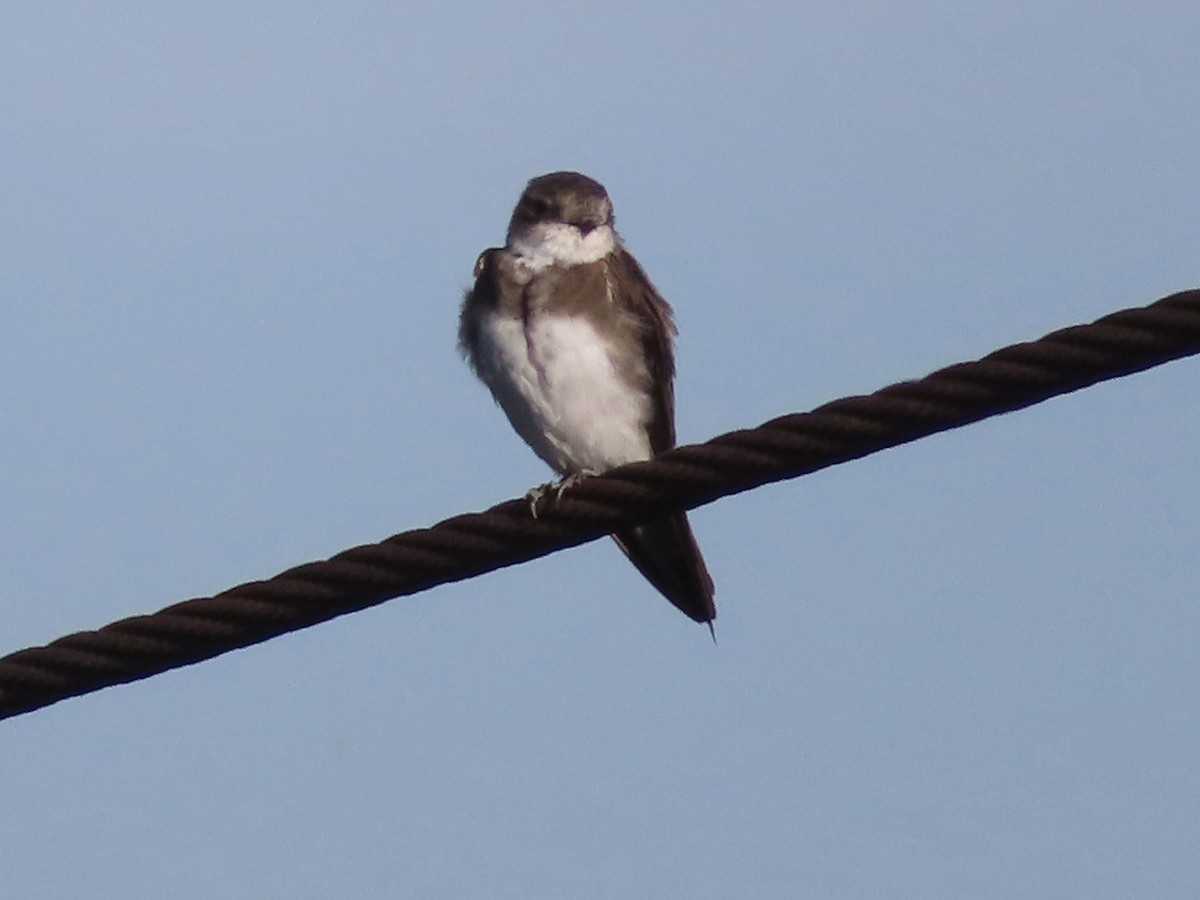 Bank Swallow - ML602049131