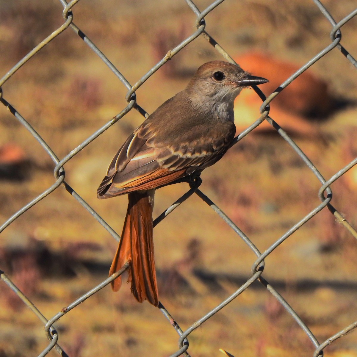Ash-throated Flycatcher - ML602049191