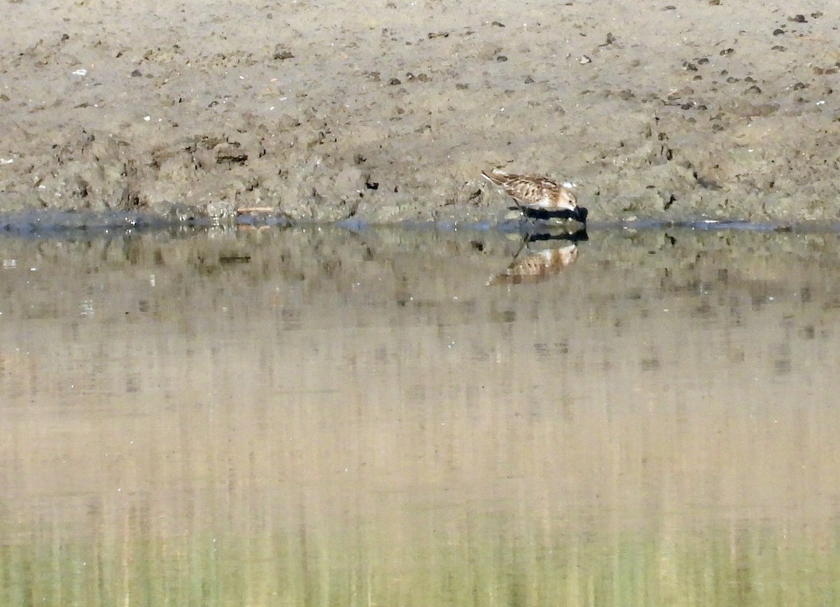 Little Stint - ML602049221