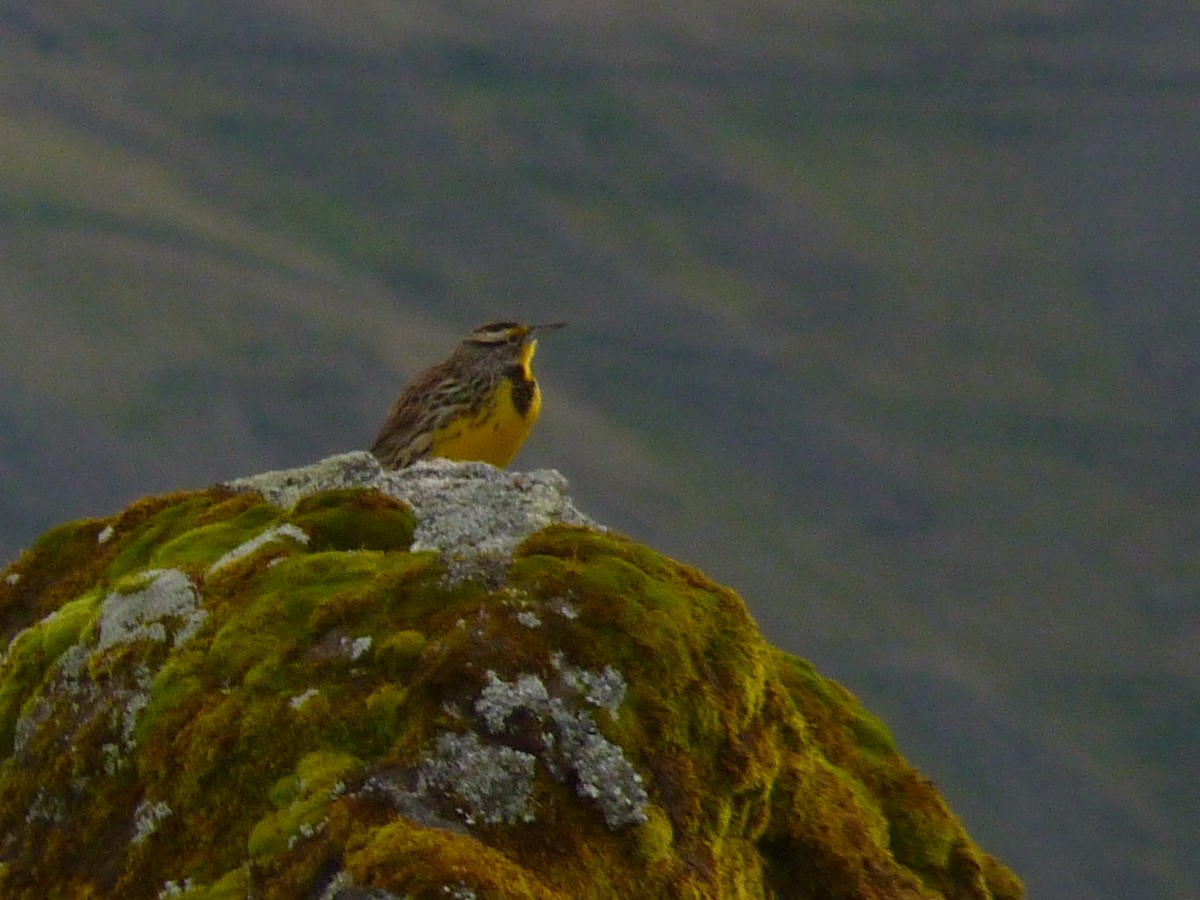 Eastern Meadowlark - ML602049451