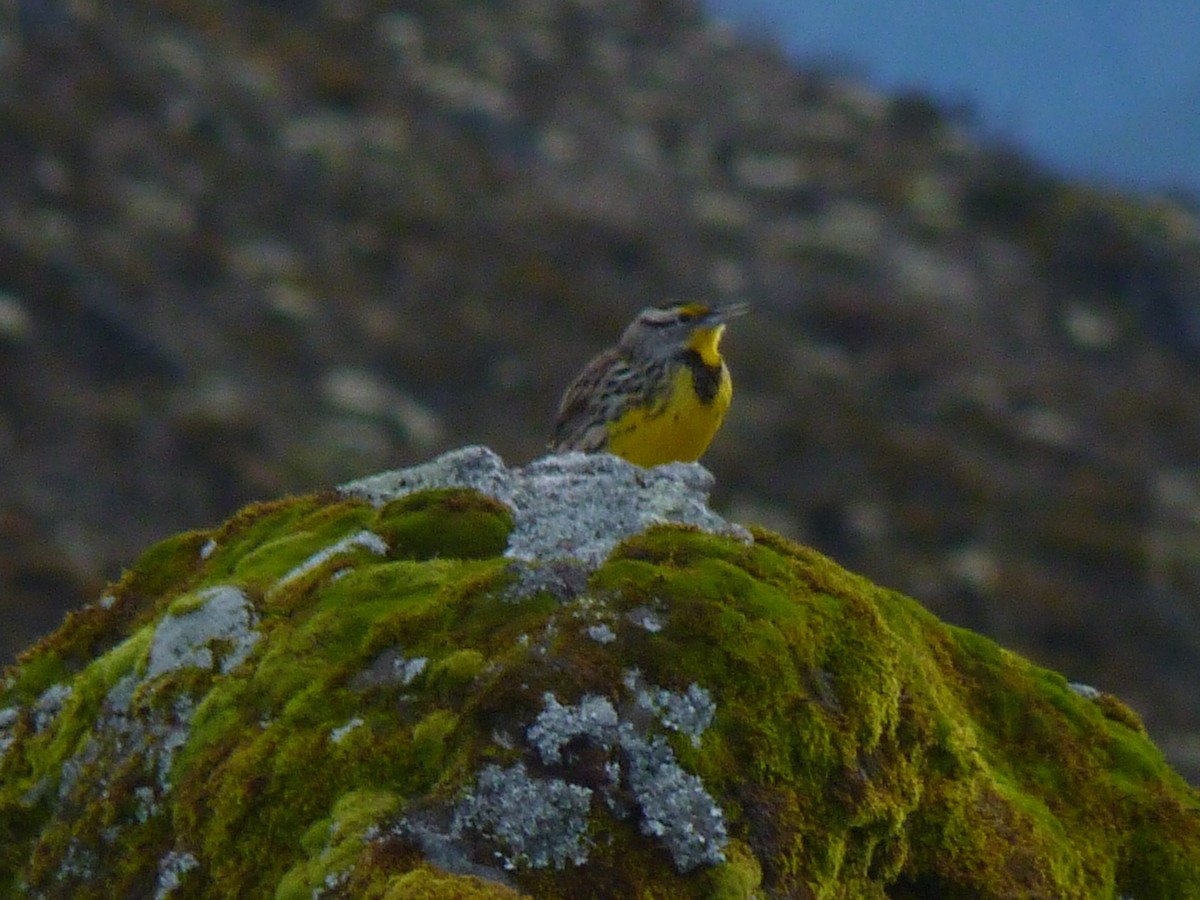 Eastern Meadowlark - ML602049461