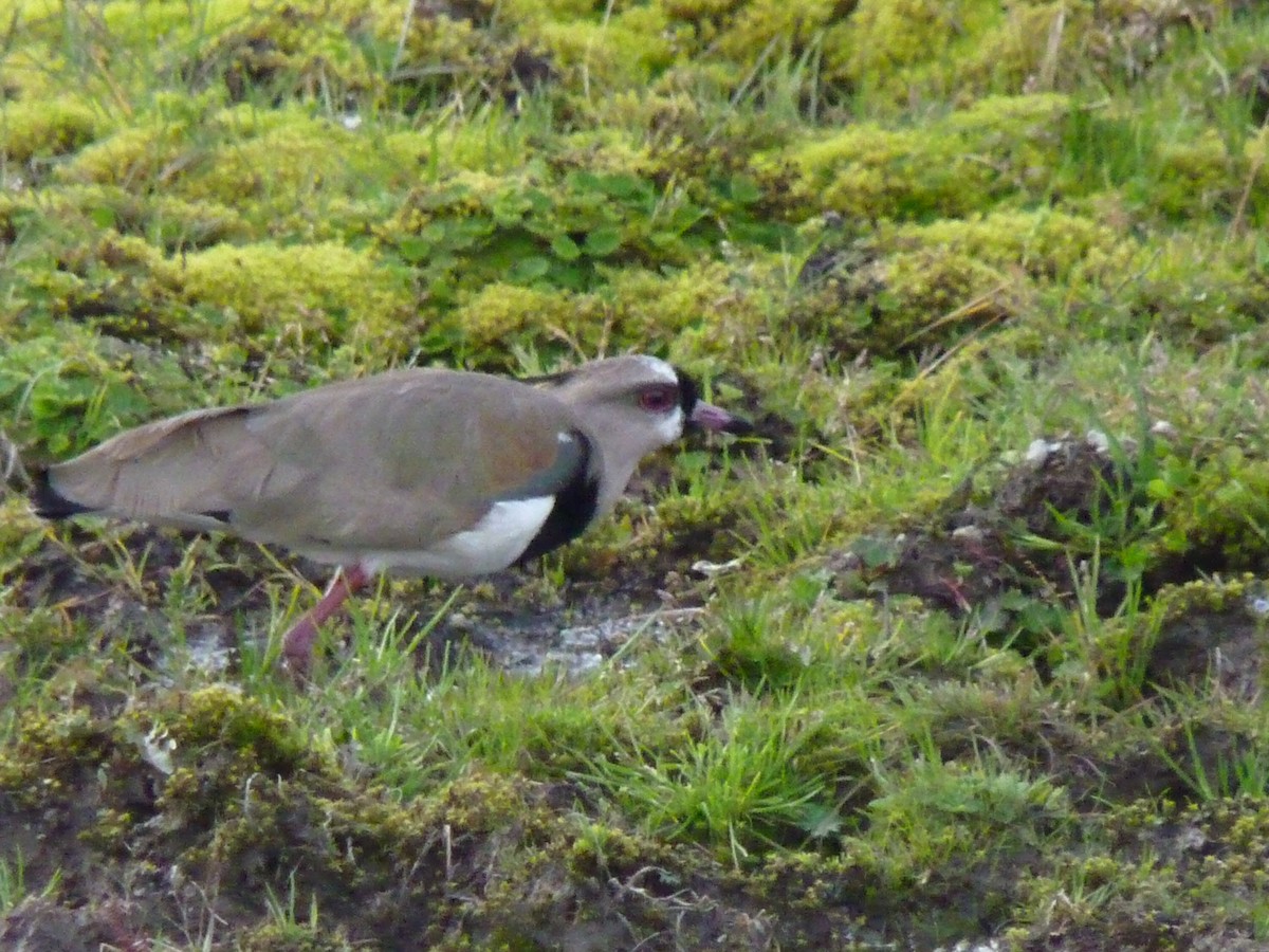 Southern Lapwing - ML602049511