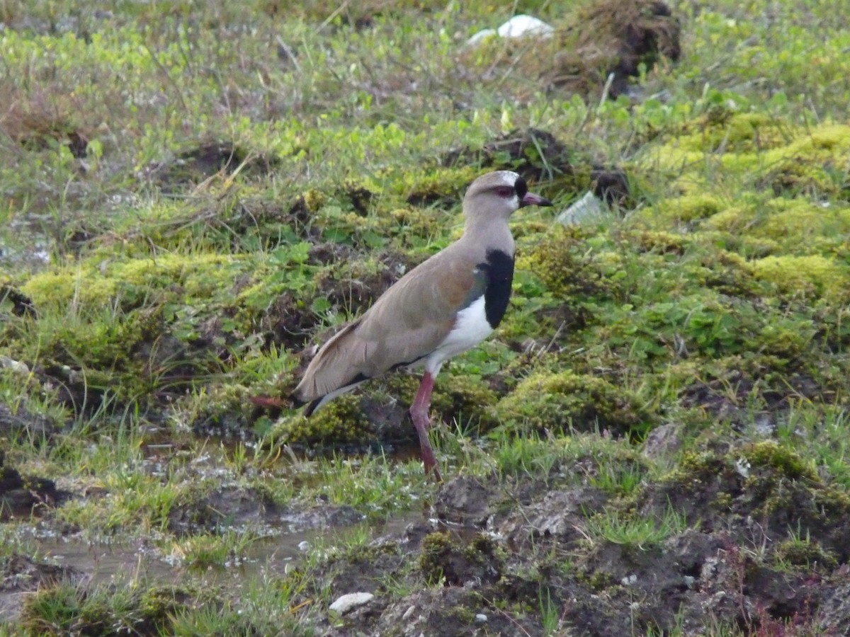 Southern Lapwing - ML602049521