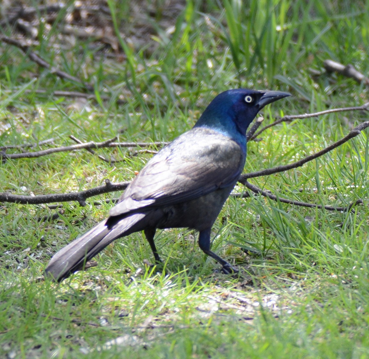 Common Grackle - ML60204971