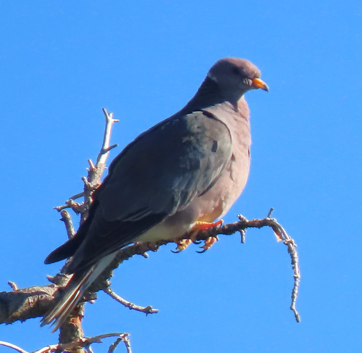 Band-tailed Pigeon - ML602049791