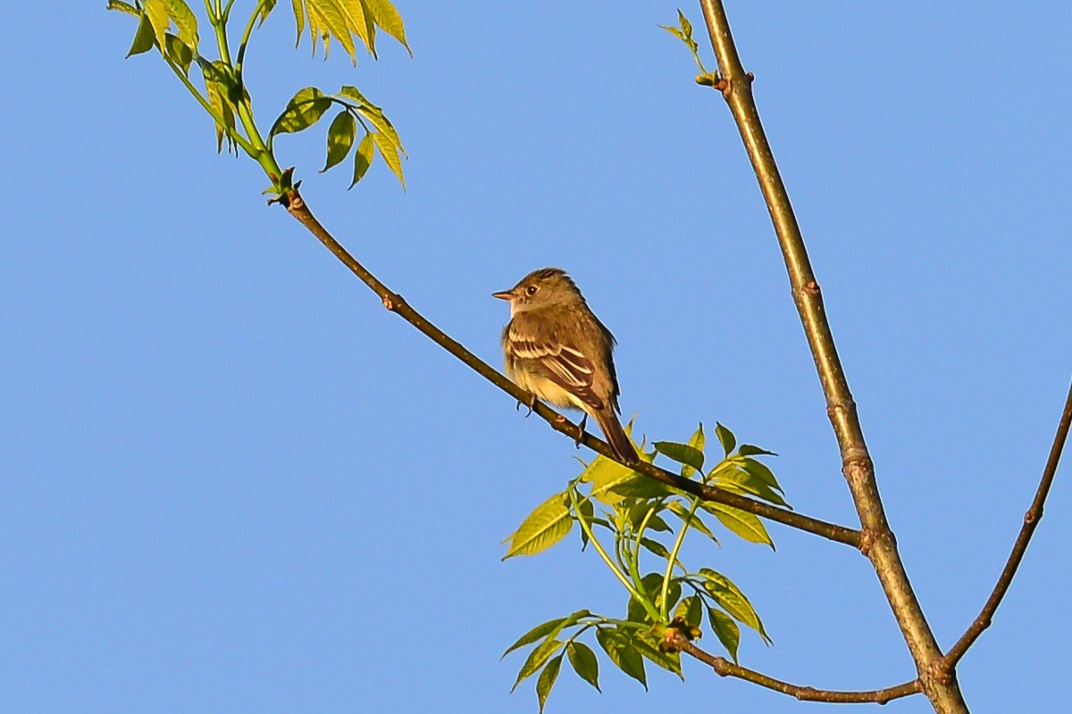 Alder Flycatcher - George Chiu