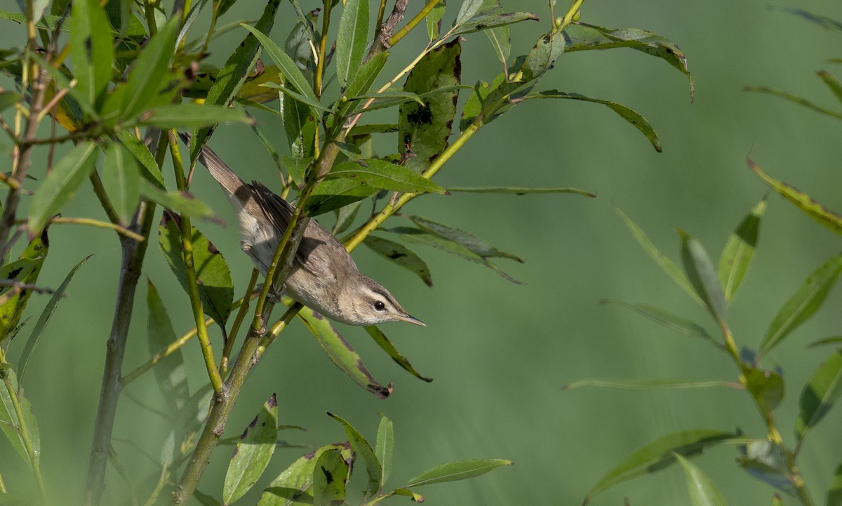 Black-browed Reed Warbler - Kim jeongwon