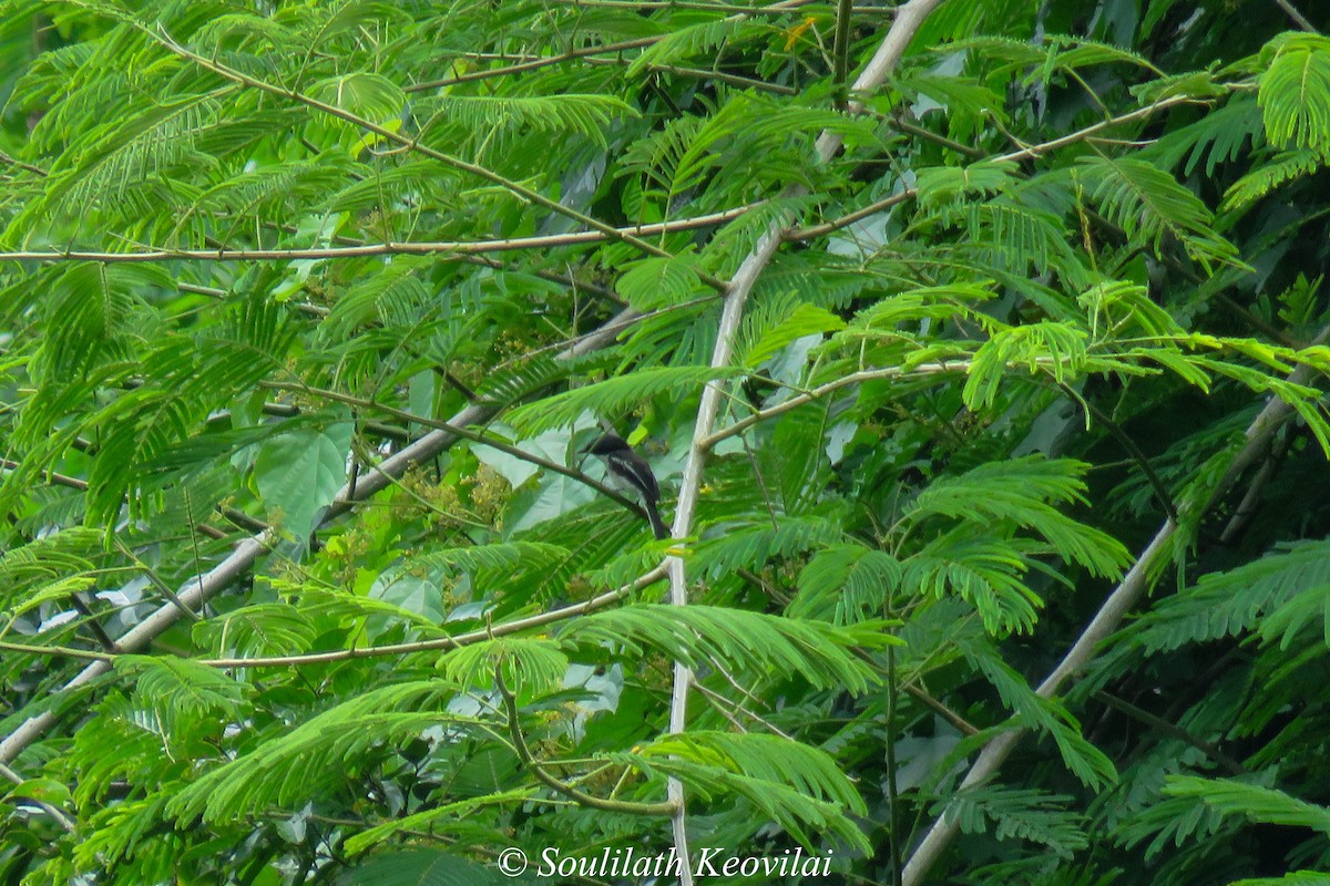 Bar-winged Flycatcher-shrike - ML602050281