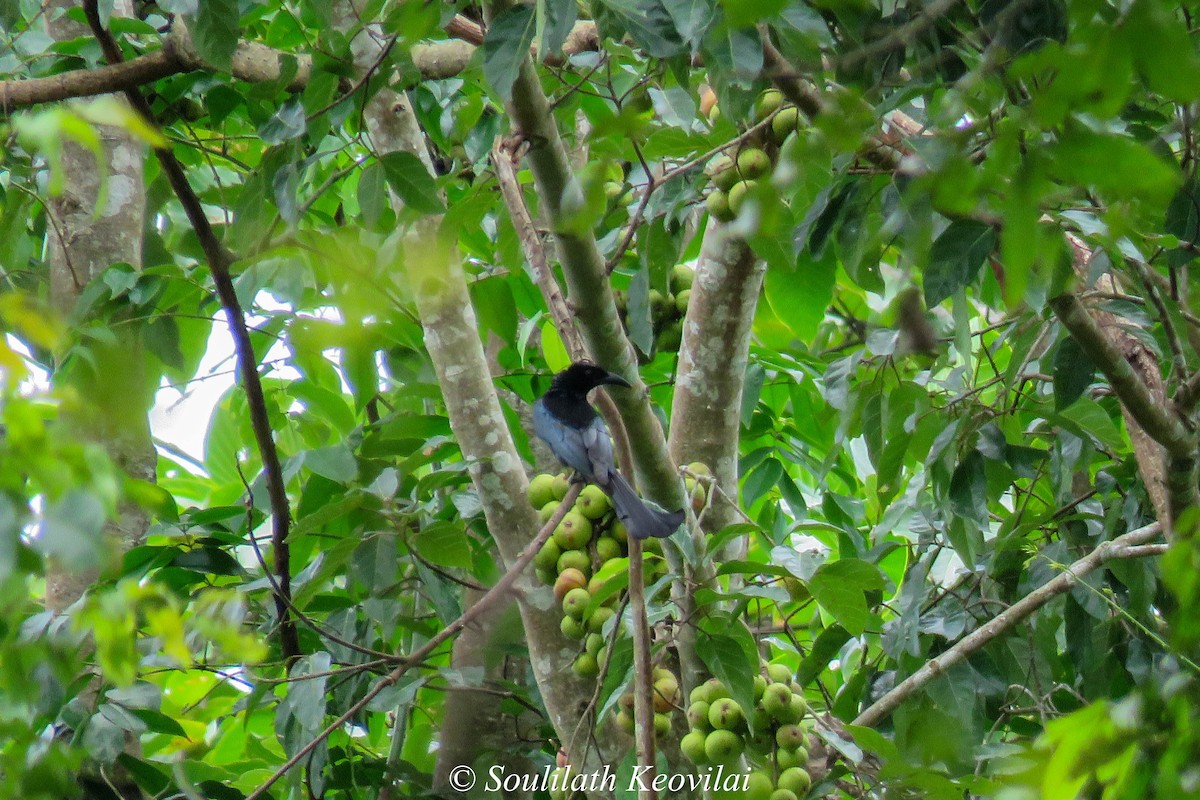 Hair-crested Drongo - ML602050331