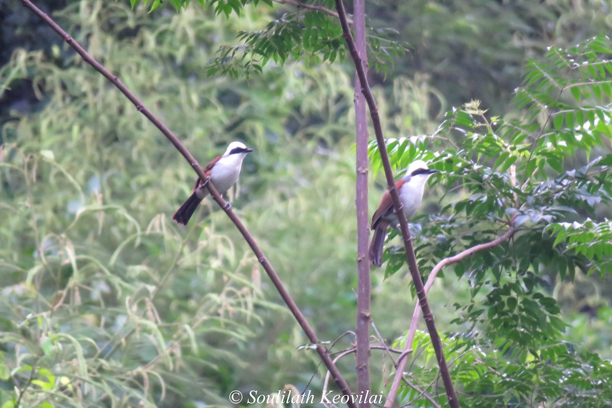 White-crested Laughingthrush - ML602050341