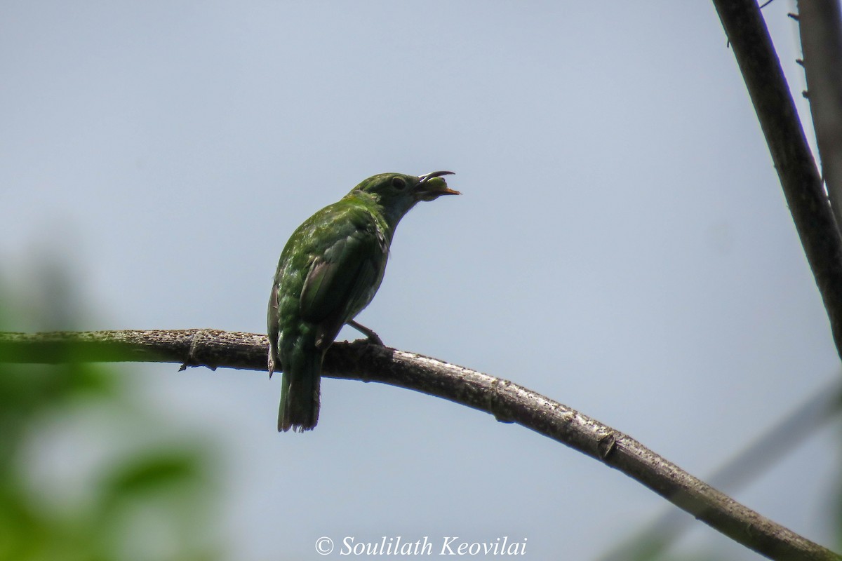 Orange-bellied Leafbird - Soulilath Keovilai