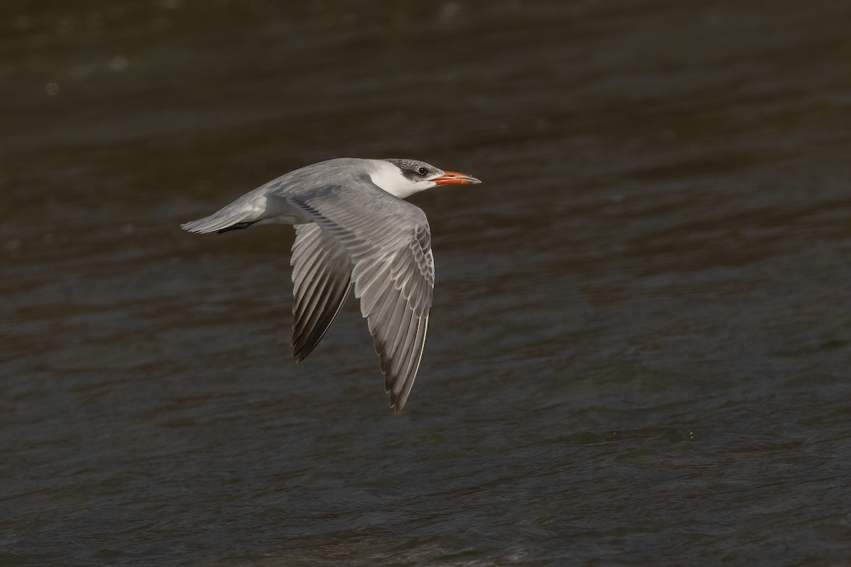 Caspian Tern - Glenda Rees